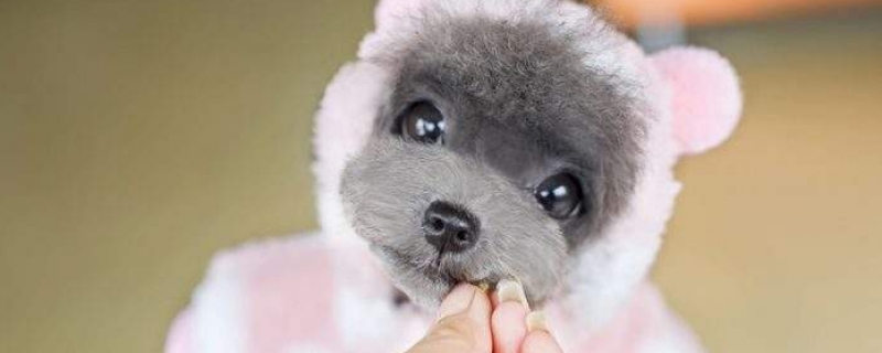 How teacup dogs were bred