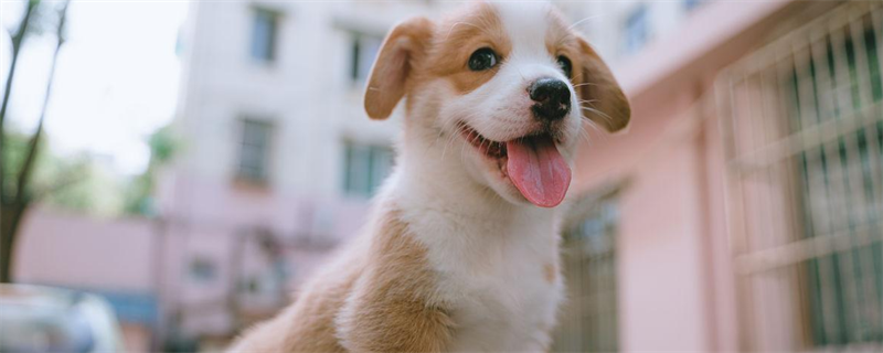 How to get a dog certificate for the vaccine you vaccinate yourself