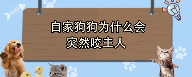 Why does my dog ​​suddenly bite its owner?