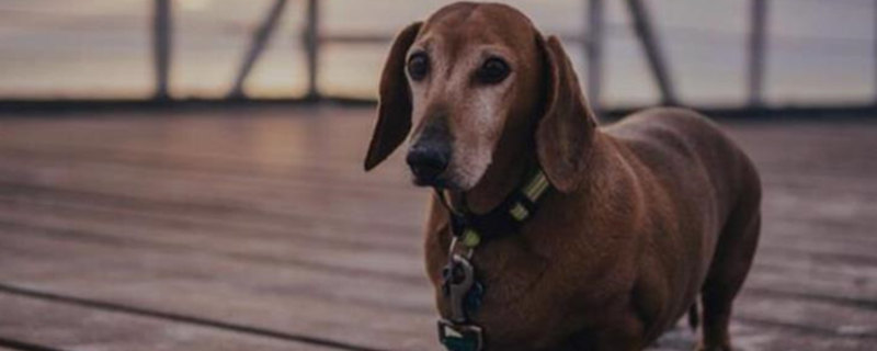 How old is a dachshund's IQ equivalent to a human?