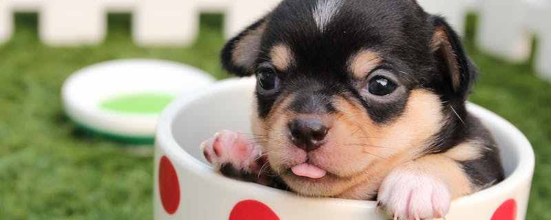 Can a one month old dog drink water?