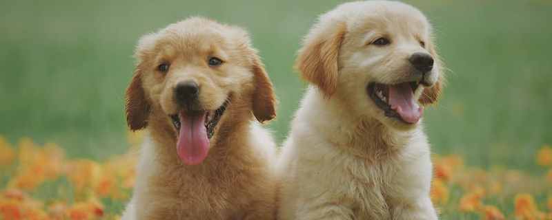 Can a one-month-old puppy be dewormed internally?