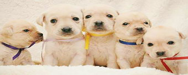 Can newborn puppies take a bath?
