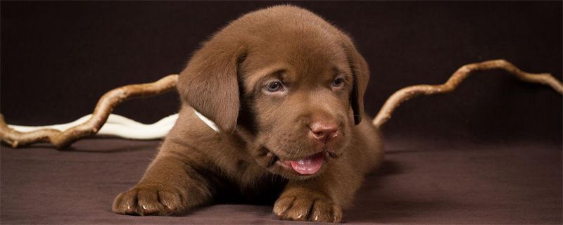 What is the treatment for pneumonia in dogs?