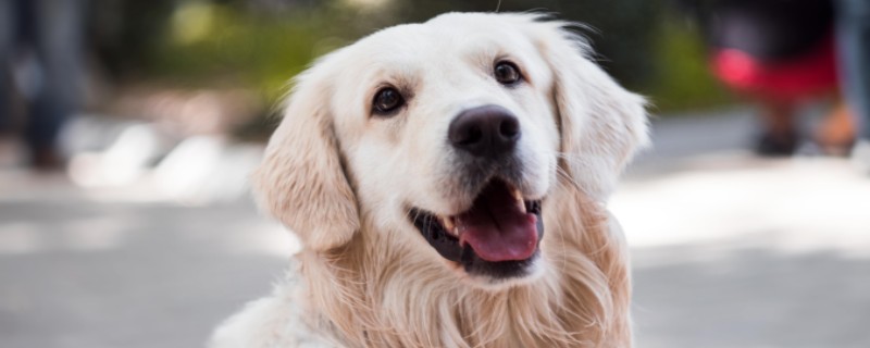 Effective ways to remove dog tear stains
