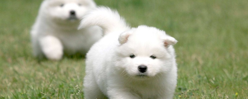 Summer is coming, can dogs shave?