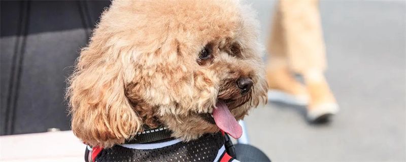 How to prevent poodle from catching a cold