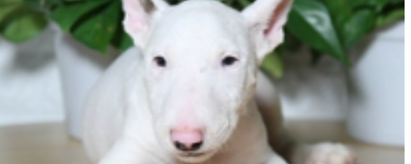 Bull Terrier Pregnancy Symptoms