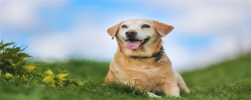 What does it mean when a dog tucks its tail?