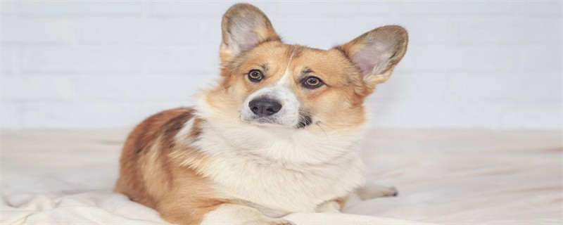 How to Detox a Poisoned Pet