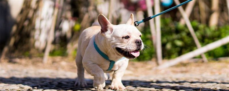 French bulldog identification and selection method