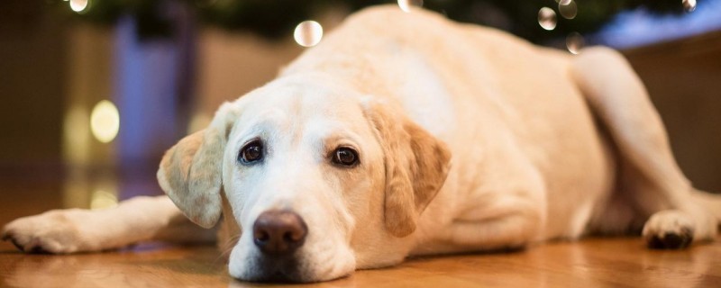 Dog Kennel Cough Symptoms and Treatment