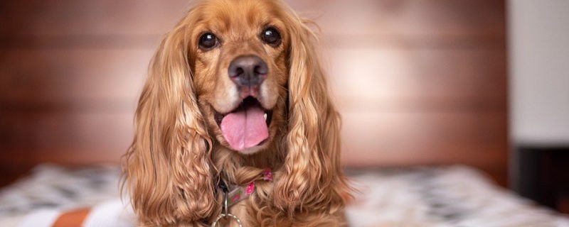 Golden Retriever Diarrhea Causes and Treatments