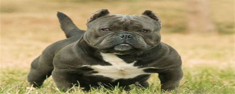 Precautions for dog name training