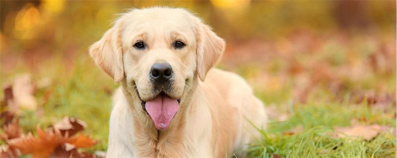 Symptoms, hazards and treatment of dog constipation