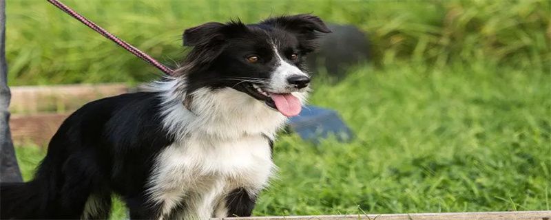 What to look out for when buying a border collie