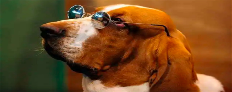Basset dogs eat what to grow fast