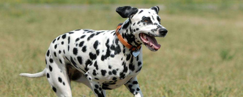 Can goat milk powder be mixed with dry dog ​​food for dogs?