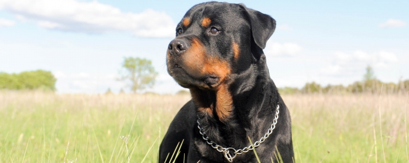 Does Ronaway have to dock his tail?