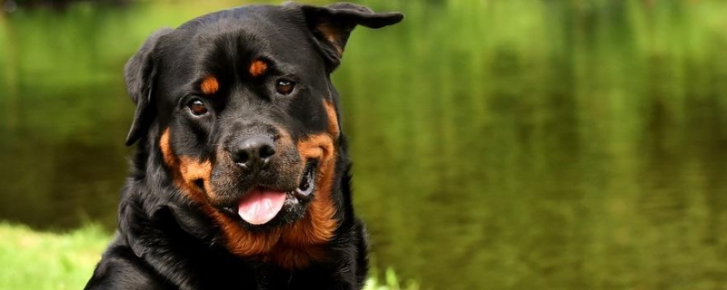 The most obvious signs of a Rottweiler before giving birth