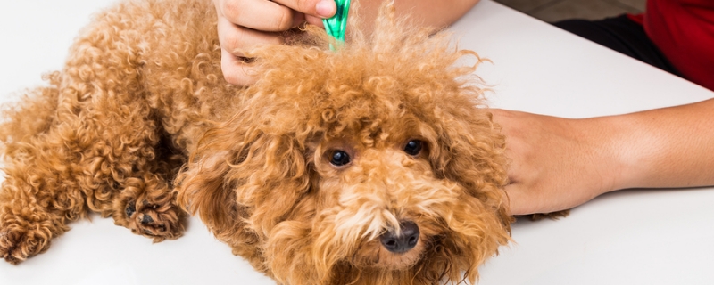 Treatment for tapeworms