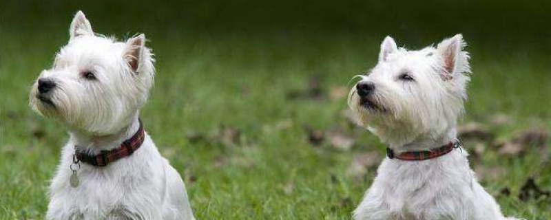 Tips for changing dog food