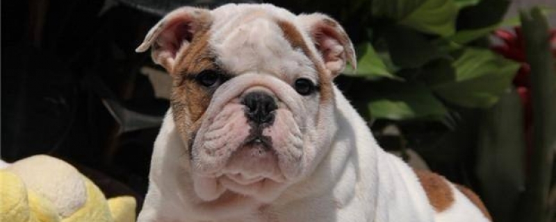 Uncontrollable kicking when tickling a dog