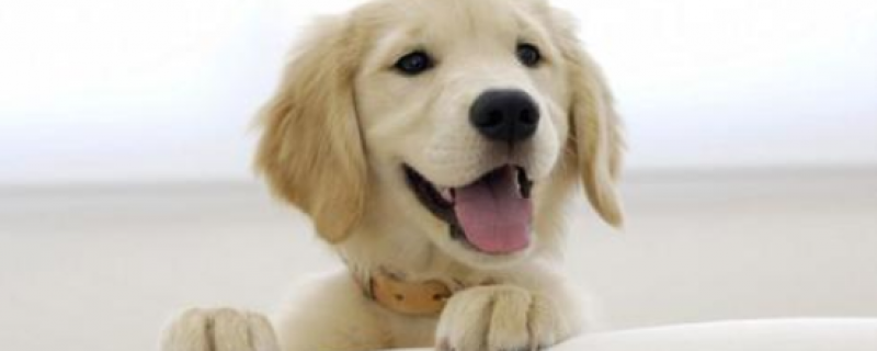 What do you do if you scrape your dog's teeth?