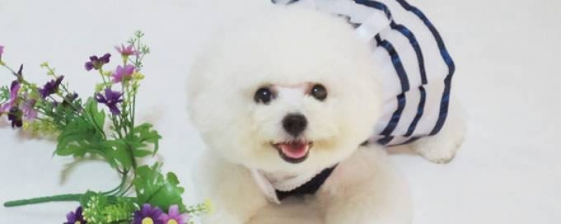 Why can't pure white dogs be kept?