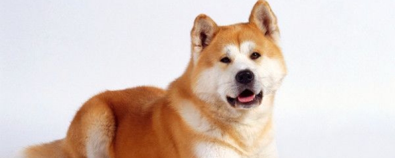 Why do Akita dogs bite other dogs when they go out?