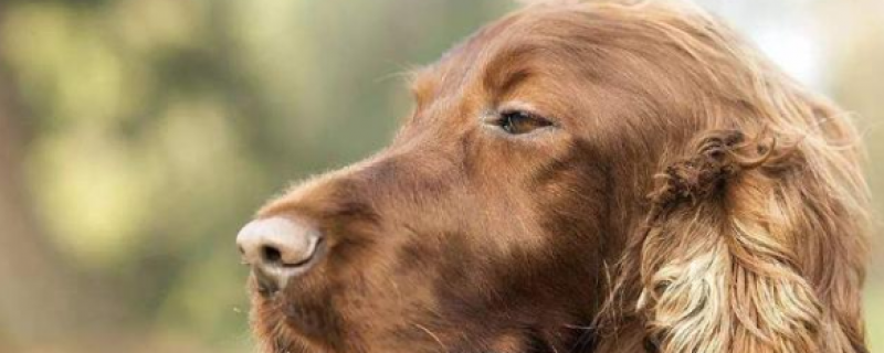 kala-azar symptoms in dogs