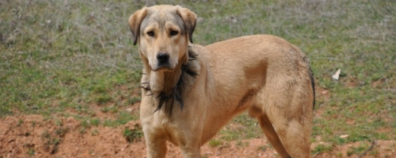 There are round hole wounds on the dog