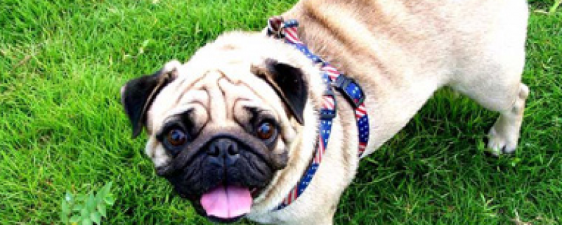 What's the matter with the dog's hair loss?