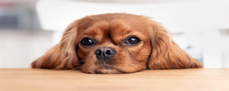 Can spraying alcohol on dogs kill germs?
