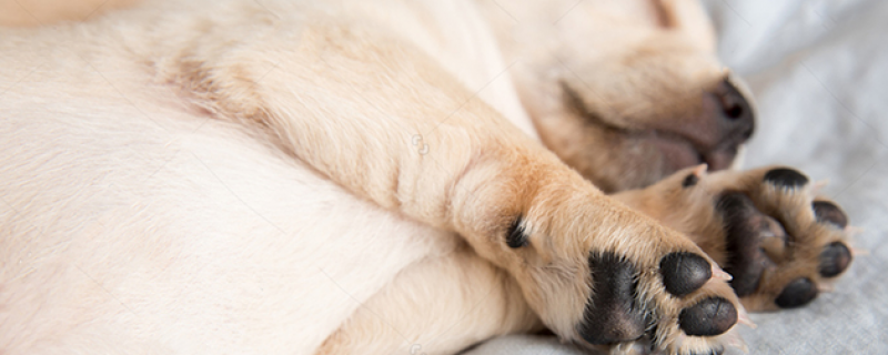 What's the matter with the swollen pads of the dog's paws?