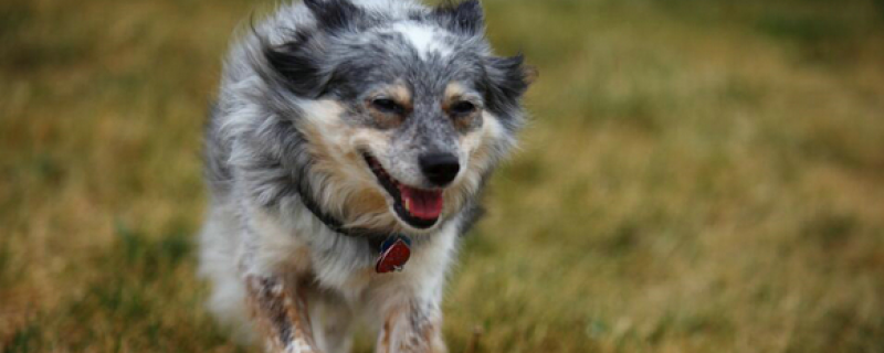 Can Dogs Eat Bread?