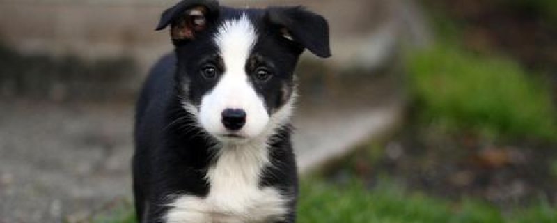 can dogs eat spicy food