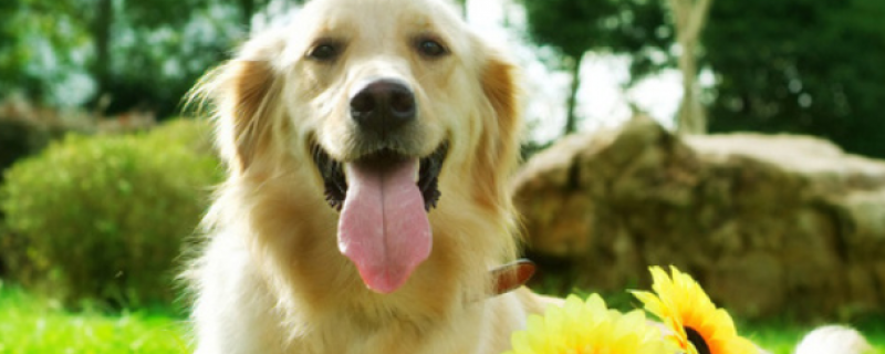 Can dogs eat persimmons?