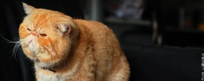 The cat has diarrhea