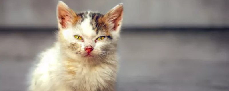 Why Cats Scratch Sofas