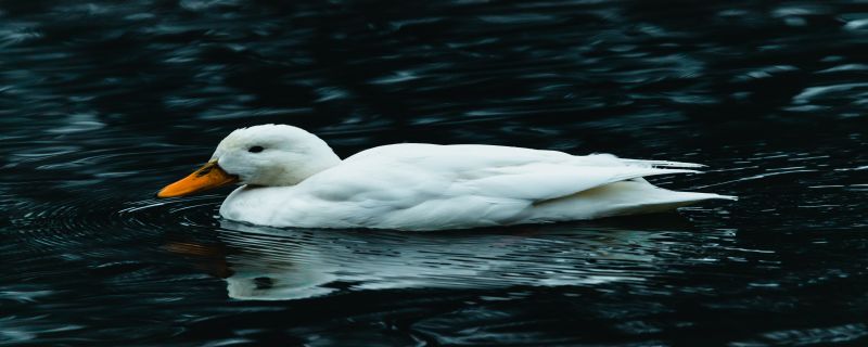 Will a duckling die if raised alone?