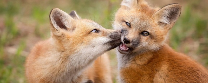Does a fox raise a master since childhood?
