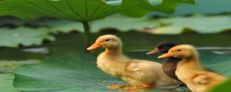 Do ducks grow up to recognize their owners?