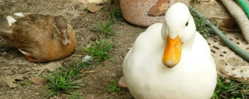 Will a duck bite its owner after recognizing its owner?