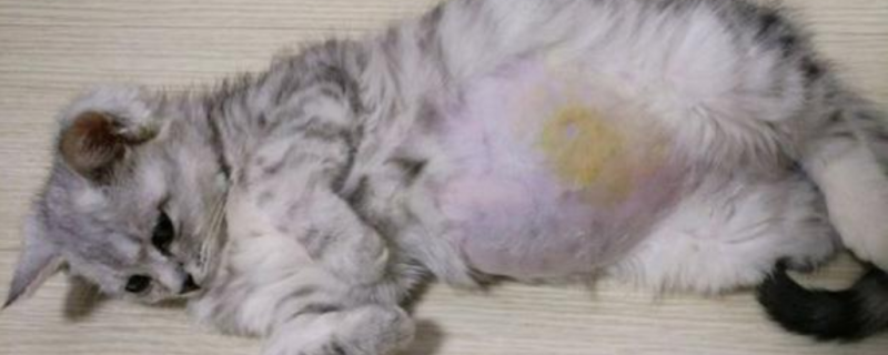 How to tell if your cat has FIP